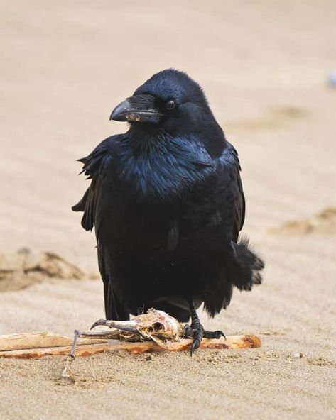 What does a Raven Symbolize? 11 Spiritual Meanings ( 2022 ) Raven Spiritual Meaning, Raven Symbolism, Raven Spirit Animal, Spirit Animal Meaning, Point Reyes National Seashore, Raven Bird, Point Reyes, Your Spirit Animal, Native American Peoples