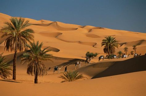 Desert Habitat, Desert Background, Desert Photography, Desert Oasis, Padang, Fishing Villages, Natural Phenomena, Desert Landscaping, The Dunes