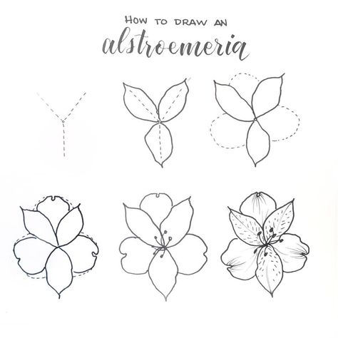 How to draw an alstroemeria (aka Peruvian Lily, or Lily of the Incas). These flowers come in a fireworks display of color, so you can use… Fireworks Quotes, How To Draw Fireworks, Firework Painting, Peruvian Lily, Fireworks Wallpaper, Lilies Drawing, Fireworks Craft, Fireworks Art, How To Draw Flowers