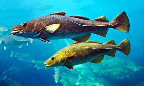 Atlantic Cod, Cod Fish, Two Fish, Food Source, Animal Planet, Beautiful Creatures, Pet Birds, Fish Pet, Fish