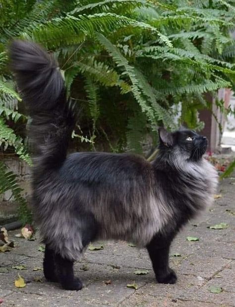 Hxh Characters, Siberian Cat, Gorgeous Cats, Cat Pose, Norwegian Forest Cat, Pretty Animals, Unique Cats, Warrior Cat, Cat Aesthetic