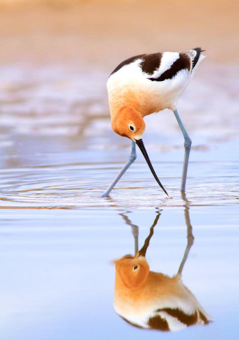 Woodstain Ideas, Avocet Bird, Shore Bird Art, American Avocet, Shore Birds, Coastal Birds, Rare Birds, Shorebirds, Big Bird