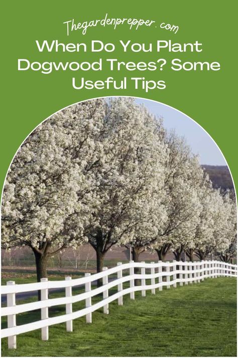 when do you plant dogwood trees White Flowering Dogwood Tree, White Dogwood Tree Landscapes, Dogwood Tree Lined Driveway, Small Ornamental Trees Landscaping, Dogwood Trees In Landscaping, Dog Wood Tree, Montana Landscaping, Dogwood Tree Landscaping, Ornamental Trees Landscaping