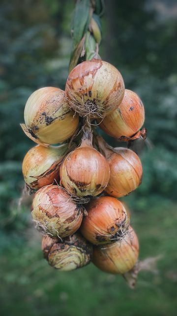 Shrek Mood, Braiding Onions, Onion Aesthetic, Homesteading Hacks, Baby Background, Growing Onions, Planting Onions, Homesteading Skills, Summer Harvest