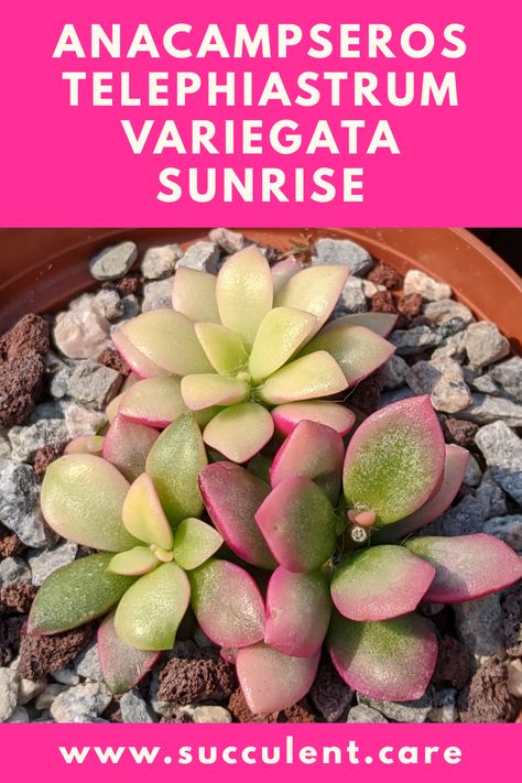 Sunrise Succulent, Succulent Names, Mealy Bugs, Well Hello There, Plants Are Friends, Succulent Care, Plant Identification, Common Names, Cactus Flower