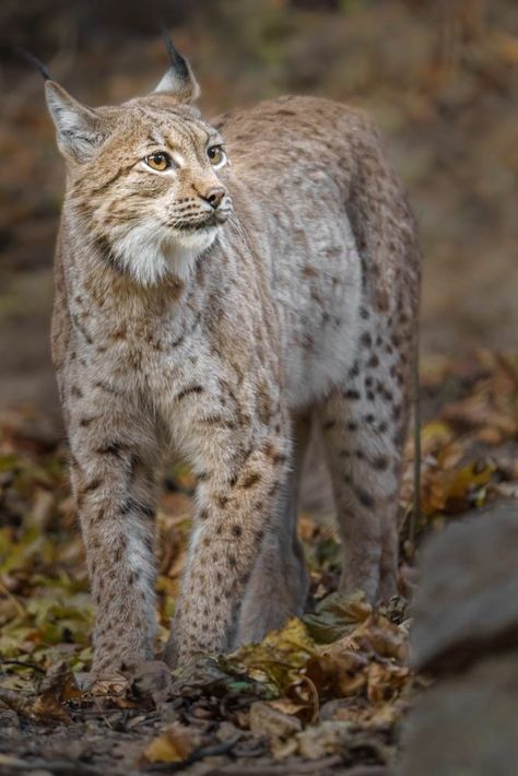 Ahana Ghosh - Eurasian lynx by Josef Svoboda. Canada Lynx, Eurasian Lynx, Whitetail Deer, Leopards, Lynx, Big Cats, Wild Cats, Animal Kingdom, Animals