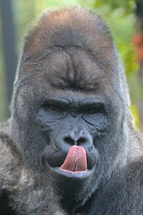 Gorilla Aesthetic, Gorilla Photography, Gorilla Wallpaper, Big Gorilla, Funny Animal Pics, Gorillas Art, Gorilla Tattoo, Silverback Gorilla, Strongest Animal