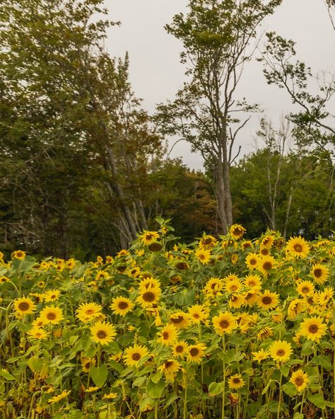 Cutest little sunflower patch 🌻🐝 Sunflower Patch, Sunflower, Quick Saves