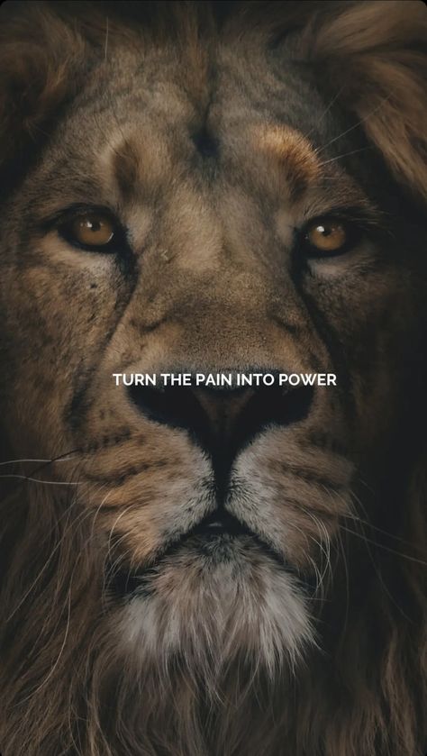 Lion Attitude Quotes, Lion Mentality, Warrior Mentality, Sigma Quotes, Warrior Princess Quotes, Lion Motivation, Lioness Quotes, Doctors Korean Drama, Positive Talk