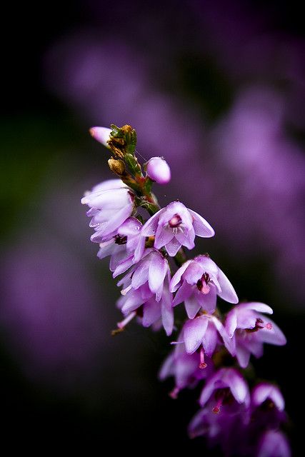 Heather Flower by Animark Photography Heather Gardens, Scottish Tattoos, Scottish Wildlife, Scottish Flowers, Heather Flower, Scottish Heather, Bach Flowers, Heather Plant, Making A Bouquet