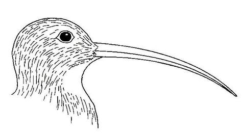 Bird Beaks. Curlew Curlew Bird, Biology Teaching, Biology Resources, Bird Beaks, Structure And Function, Shorebirds, Bird Drawings, Bird Design, Linocut