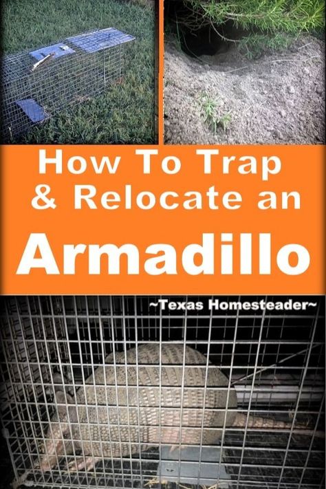 How To Trap & Locate An Armadillo. ~ Texas Homesteader ~ Armadillo Trap, Homestead Hacks, Homesteading Inspiration, Homestead Ideas, The Burrow, Thrifty Thursday, Dangerous Animals, Dig Deep, Off Grid Living