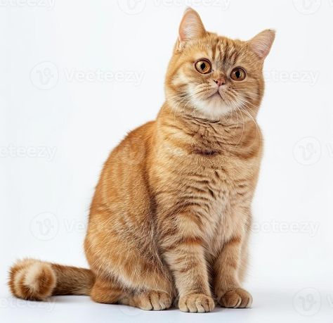 photo of ginger British shorthair cat sitting on white background, looking to camera and tail up, full body shot, isolated Cat Full Body Photo, Ginger British Shorthair, Cat Sitting Down, British Cat, Downtown Photography, Portraits Art, Shorthair Cat, Animal Portraits Art, British Shorthair Cats