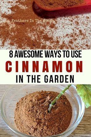 Cinnamon In The Garden, Cinnamon Uses, Garden Remedies, Rooting Hormone, Home Vegetable Garden, Container Gardening Vegetables, Organic Gardening Tips, Hydroponic Gardening, Garden Pests