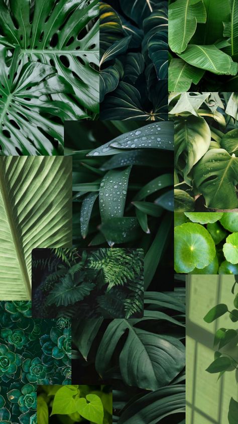 Green Aesthetic Wallpaper Plants, Earthy Background Aesthetic, Green Mood Board Aesthetic, Plants Mood Board, Aesthetic Wallpaper Plants, Green Moodboard Aesthetic, Aesthetic Green Nature, Dorm Vibes, Plant Collage