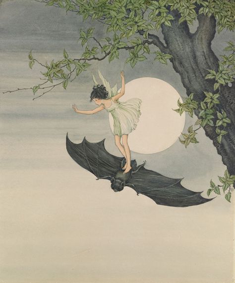 IDA RENTOUL OUTHWAITE - The Fairy on a Bat Ida Rentoul Outhwaite, Fairies Flying, Bat Wall, Bat Art, Fairy Tale Illustration, Vintage Fairies, Antique Illustration, Fairy Girl, Witch Art