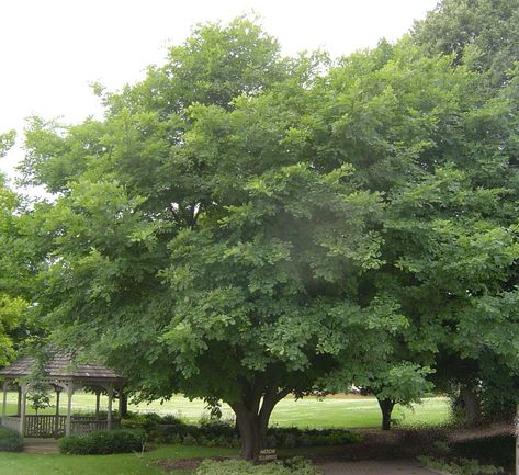 Yellowwood – Urban Forest Nursery Inc. Yellowwood Tree, True Meaning Of Life, Patio Trees, Urban Forest, Street Trees, Forest Nursery, Tree Nursery, Beautiful Pink Flowers, Spring Color