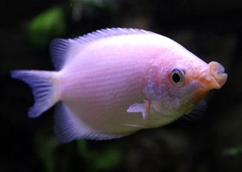 Popular Aquarium Fish Profiles Kissing Gourami, Aquaponic Gardening, Discus Fish, Fish Breeding, Freshwater Aquarium Fish, Aquaponics System, Marine Fish, Aquarium Fish Tank, Freshwater Aquarium