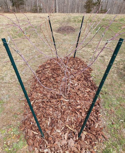 Raspberry Trellis Systems - Pictures! - Growing Fruit Raspberry Growing, Raspberry Trellis, Raspberry Canes, Trellis System, Growing Raspberries, Cedar Posts, Fruit Picking, Hillside Landscaping, Growing Fruit