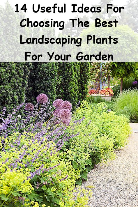 Transform your outdoor space with the perfect landscaping plants! In our guide, "14 Useful Ideas For Choosing The Best Landscaping Plants For Your Garden," discover essential tips and tricks to select the ideal greenery that complements your style and climate. From vibrant flowers to hardy shrubs, learn how to create a stunning landscape that enhances your home’s curb appeal. Elevate your gardening game and cultivate a beautiful, thriving garden today! Hardy Shrubs, Thriving Garden, Vibrant Flowers, Perfect Garden, Landscaping Plants, Landscape Projects, Vibrant Flower, Winter Garden, Curb Appeal