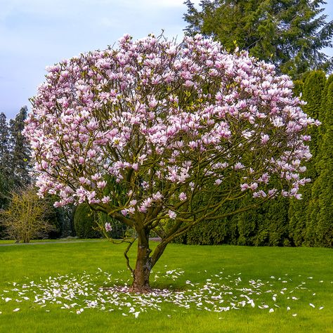 Japanese Magnolia Planting Guide Magnolia Tree Types, Magnolia Tree Landscaping, Japanese Magnolia Tree, Mushroom Compost, Japanese Magnolia, Types Of Mulch, Property Ideas, Planting Guide, Magnolia Tree