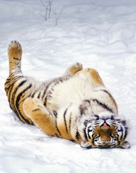 "So cute and beautiful" Tiger Pictures, Cute Tigers, Majestic Animals, A Tiger, Large Cats, Wildlife Animals, Sweet Animals, Beautiful Cats, 귀여운 동물