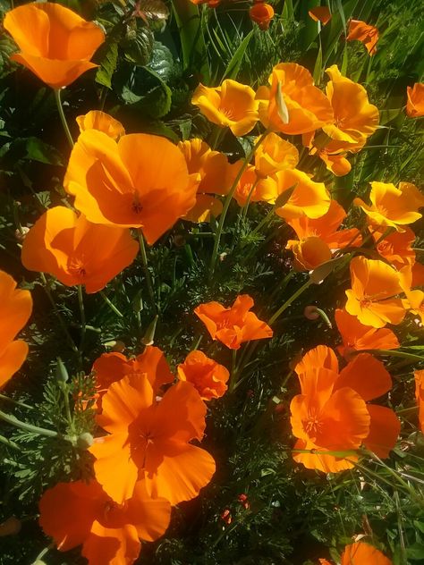 Poppy California, California Poppy Aesthetic, Poppy Core, Poppies Aesthetic, Orange Poppies, California Poppies, Flower Pedals, Orange Poppy, Color Vibe