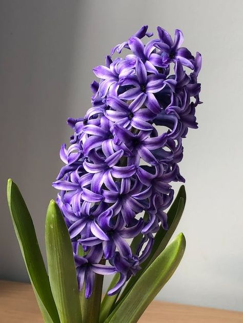 Close-up of a Common Hyacinth · Free Stock Photo Purple Hyacinth Flower, Hyacinth Flower, Green Footprints, Hyacinth Flowers, Purple Hyacinth, Wallpaper 2024, Tattoo Reference, Flora Design, Reference Pics