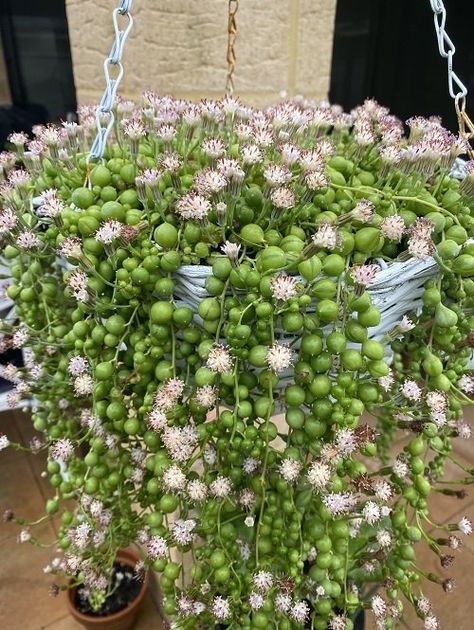 How to Get Your String of Pearls to Flower | Balcony Garden Web Companion Planting Vegetables, Small House Garden, String Of Pearls Plant, Herb Containers, Herb Garden Design, Vertical Garden Diy, Succulent Gardening, Pea Flower, Garden Guide