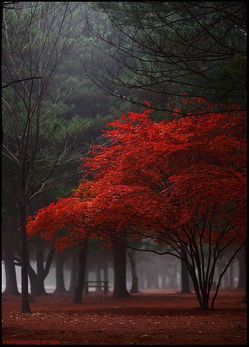 Red Tree: Yein Red Tree, Tree Photography, Autumn Beauty, Alam Yang Indah, Naturally Beautiful, Beautiful Tree, Landscaping Ideas, Amazing Nature, Nature Beauty