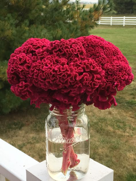 Beautiful burgundy cockscomb flowers! Maroon Flowers Aesthetic, Cockscomb Arrangement, Coxcomb Flower, Cockscomb Plant, Cockscomb Flower Bouquet, Coxcomb Flowers, Cockscomb Flower Garden, Bouquet Of Flowers Aesthetic Red, Dark Red Flowers Aesthetic