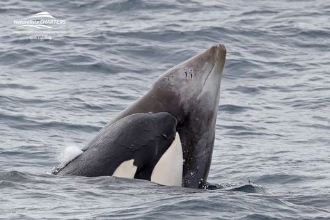 Naturaliste Charters Bremer Canyon Killer Whale and Pelagic Expeditions - hunting an adult female Cuvier's beaked whale | Facebook Beaked Whale, Elephant Shrew, Tasmanian Devil, Killer Whale, Killer Whales, Whales, Western Australia, Otters, Sloth