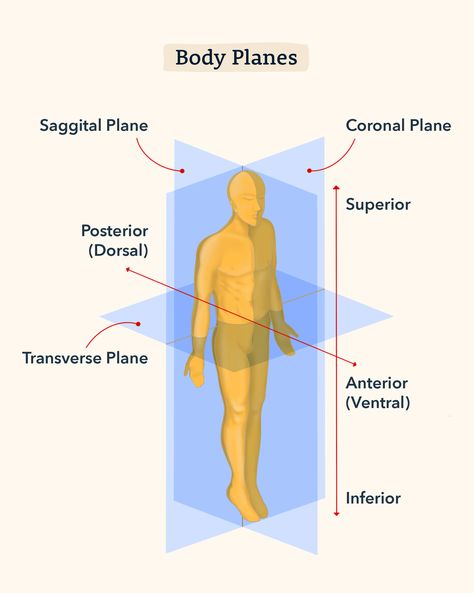 Anatomy And Physiology 1, Anatomy Cheat Sheet, Anatomy And Physiology Study Tips Cheat Sheets, Hesi A2, Hesi A2 Study Cheat Sheets Anatomy, General Anatomy And Physiology, Hesi A2 Study Cheat Sheets, College Anatomy And Physiology Notes, Human Anatomy And Physiology Chapter 1 Notes