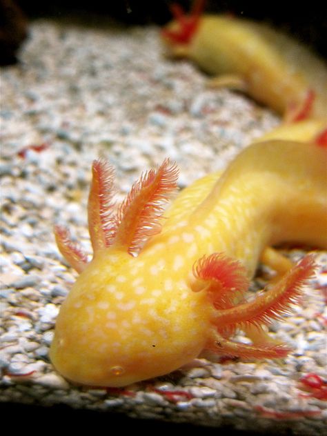 Golden Axolotls Golden Axolotl, Gold Axolotl, Axolotl Names, Orange Axolotl, Axolotl Yellow, Axolotl Colors, Aesthetic Axolotl, Axolotl Aesthetic, Axolotl Oc