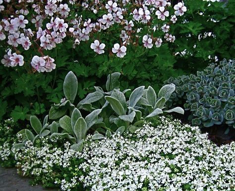 Lambs Ear Garden, Lambs Ear Plant, Garden Border, Front Landscaping, Gardening Books, Fine Gardening, Lambs Ear, Creative Gardening, Love Garden