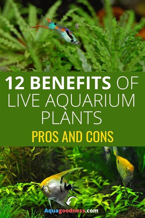 Freshwater Aquarium Plants, Tropical Fish Tanks, Fresh Water Fish Tank, Nano Aquarium, Live Aquarium Plants, Tropical Aquarium, Freshwater Aquarium Fish, Live Aquarium, Fish Tank Plants