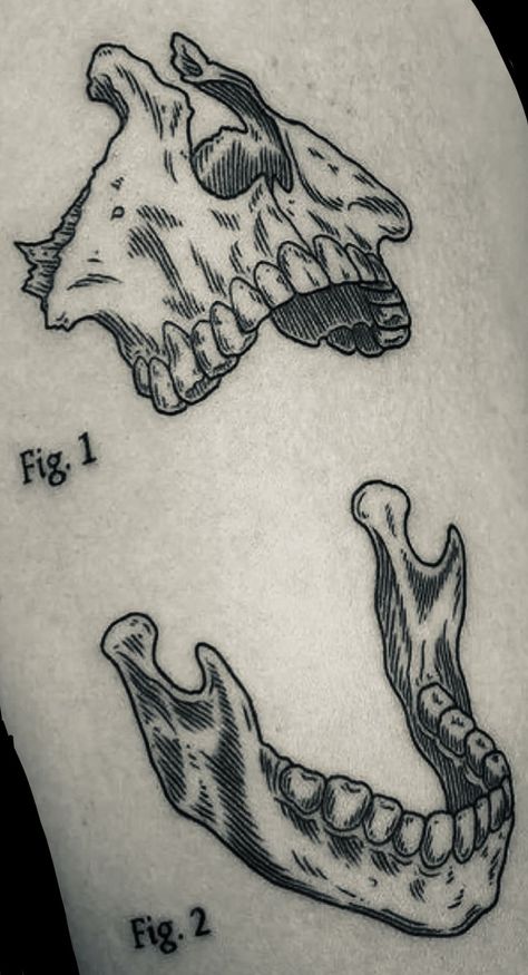 Scientific Drawing Tattoo, Animal Anatomy Tattoo, Wood Cut Tattoo, Tattoo Woodcut, Anatomical Tattoo, Medieval Tattoos, Marble Tattoo, Macabre Tattoo, Edgy Tattoos