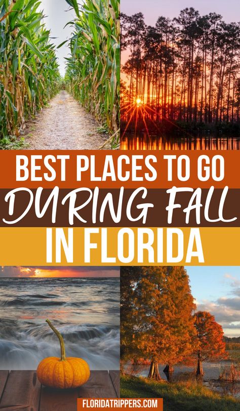 Florida In Fall: What To Do And Where to Go | fall in florida | fall in florida things to do | things to do in the fall in florida | fall travel in florida | florida in the fall | fall destinations america | fall destinations usa | autumn in florida | florida autumn | autumn travel destinations | #fallinflorida #floridatravel Florida Autumn, North Carolina Living, Fall In Florida, Fall Destinations, Florida Fall, Autumn Travel, Florida Travel Guide, Florida Adventures, Places In Florida