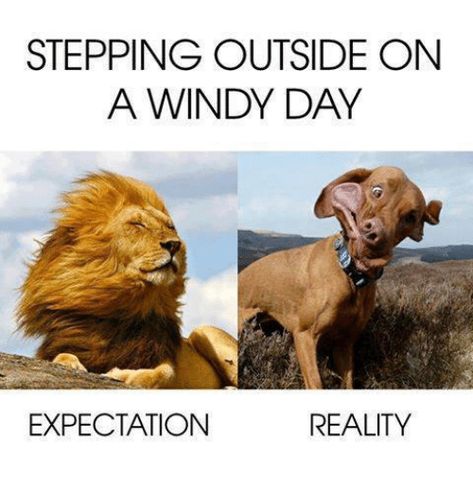 Windy Day Humor, God Humor, Beautiful Sister Quotes, Holiday Memes, Weather Memes, Snarky Quotes, Expectation Reality, Saturday Weekend, Spring Months