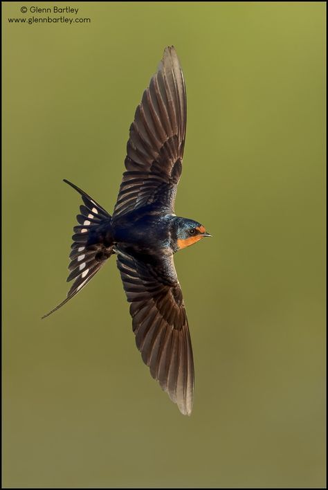 Swallow Bird Photography, Swallow In Flight, Swallow Photo, Swallows, Barn Swallow Tattoo, Barn Swallow, Swallow Tattoo, Swallow Bird, Insect Tattoo