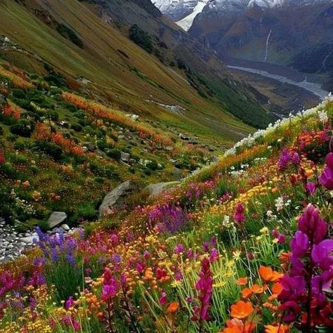 UNESCO WORLD HERITAGE SITE - VALLEY OF FLOWERS NATIONAL PARK 🏞️ - 📍 Chamoli, Uttarakhand, India🇮🇳 Chamoli Uttarakhand, Valley Of Flowers, Unique Flower, Unique Flowers, July 4, Unesco World Heritage Site, Unesco World Heritage, Heritage Site, World Heritage