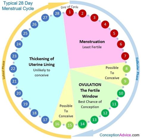 Menstrual Cycle Calendar, Fertility Calendar, Pregnancy Chart, Ovulation Calendar, Ovulation Cycle, Fertility Foods, Pregnancy Info, Get Pregnant Fast, Pregnancy Information