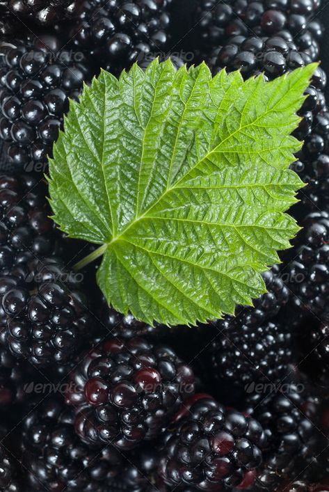 blackberry with green leaf by Artjazz. blackberry with green leaf #Sponsored #green, #blackberry, #Artjazz, #leaf Blackberry Leaf, Green Beer Bottles, Blackberry Leaves, Graphic Art Prints, Sweet Top, Green Beer, Red Tomato, Green Vegetables, 3d Texture