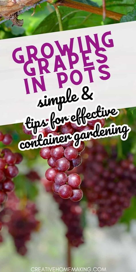 Grapes Planting Ideas, Growing Wine Grapes, Grow Grapes, Grapevine Growing, Grape Tree, Grape Harvest, Fruit Bushes, Growing Fruit Trees, Vegetable Garden Diy