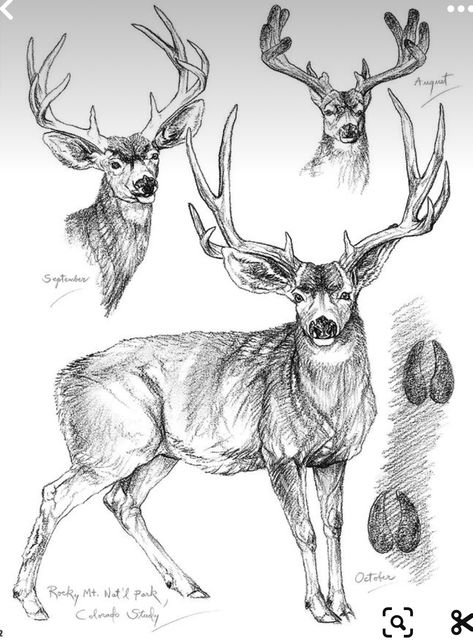 Animal Drawings Colored Pencil, Whitetail Deer Drawing, Deer Drawing Reference, Warrior Cat Oc Art, College Doodles, Deer Person, Natural Sketch, Deer Drawings, Deer Pretty