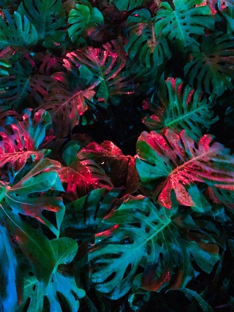 Neon Jungle, New Retro Wave, Neon Aesthetic, Glass Animals, Green And Red, Pretty Pictures, Planting, At Night, Plant Leaves