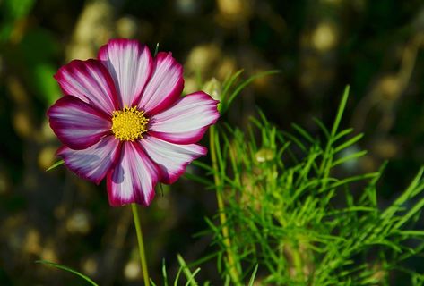 Cosmea 'Candy Stripe' (Cosmos bipinnatus 'Candy Stripe') - growing guides Patio Container Gardening, Cosmos Bipinnatus, West Facing Garden, Rare Seeds, Garden Types, Seasonal Garden, Winter Flowers, Flower Border, Candy Stripes