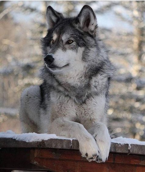 X Wolf Poses, Wolf World, Wolf Husky, Wolf Images, Wolf Photography, Wolf Photos, Gray Wolf, Wolf Spirit Animal, Wolf Love