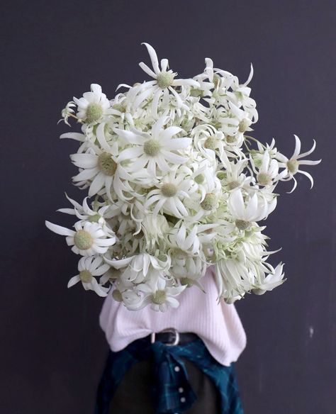 Flannel Flower, Gift Delivery, White Flannel, Flowers Gift, Delivery Gifts, White Flower, Flower Gift, White Flowers, Sydney