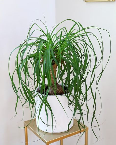 best low light indoor plants Indoor Plants For Low Light, Plants For Low Light, Heartleaf Philodendron, Indoor Plants Low Light, Peace Lily Plant, Lucky Bamboo Plants, Peperomia Plant, Low Light Indoor Plants, Dracaena Plant